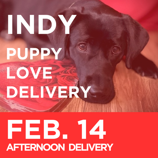 Indy Puppy Love Delivery (Afternoon Delivery, February 14th)