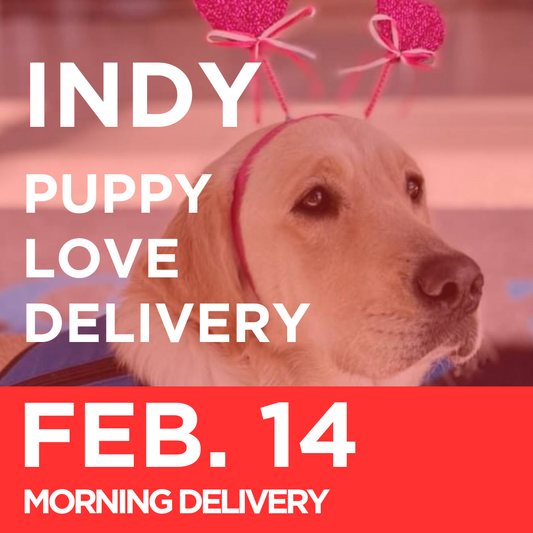 Indy Puppy Love Delivery (Morning Delivery, February 14th)